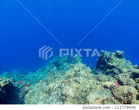 A group of beautiful black-spotted gobies (family Gobiidae) and others. Nakagi Hirizo Beach, Minamiizu-cho, Kamo-gun, Izu Peninsula, Shizuoka Prefecture, 2024 121776640