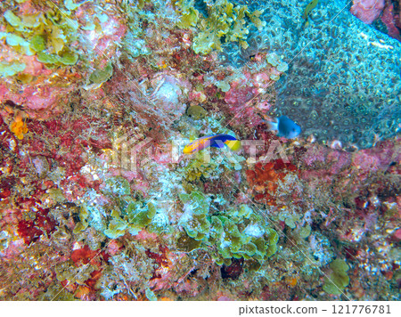 可愛的小四旬齋野牛（科：Asteridae），日本特有物種等。 靜岡縣伊豆半島加茂郡南伊豆町中木尻 121776781