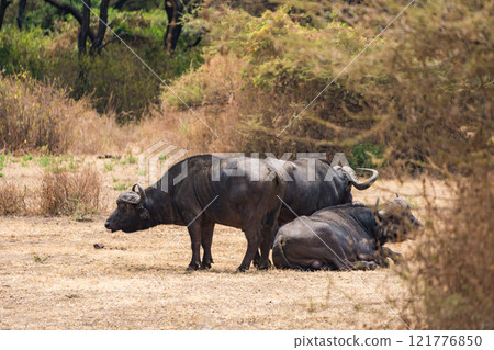African buffalo in Lake Manyara National Park, Tanzania African buffalo in Lake Manyara National Park, Tanzania 121776850