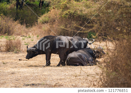 非洲水牛,坦尚尼亞曼雅拉湖國家公園的水牛 非洲水牛,坦尚尼亞曼雅拉湖國家公園的水牛 121776851
