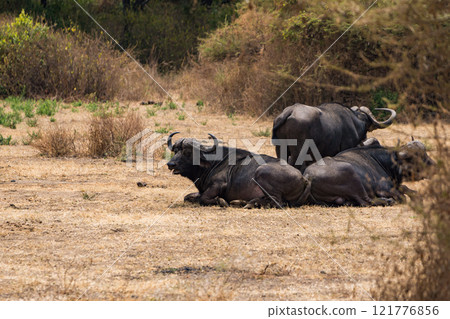 African buffalo in Lake Manyara National Park, Tanzania 121776856