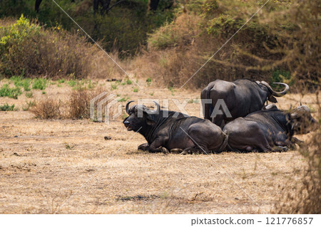 African buffalo in Lake Manyara National Park, Tanzania African buffalo in Lake Manyara National Park, Tanzania 121776857