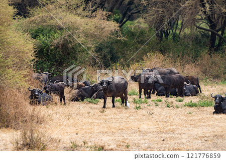 African buffalo in Lake Manyara National Park, Tanzania 121776859
