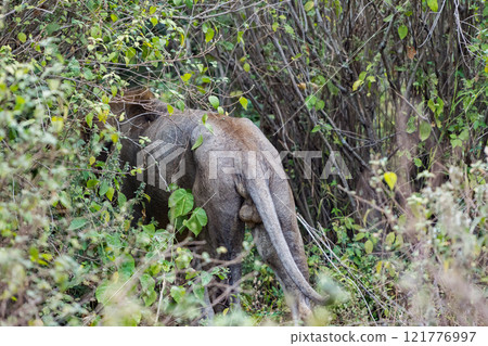 坦尚尼亞曼雅拉湖國家公園的獅子 坦尚尼亞曼雅拉湖國家公園的獅子 121776997