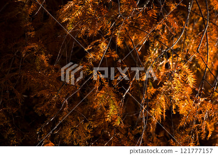<Natural Scenery> Metasequoia shining in the sunlight <Natural Scenery> Metasequoia shining in the sunlight 121777157