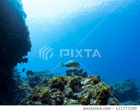 A school of beautiful and large sea bream (family Sparidae) and other fish. Nakagi Hirizo Beach, Minamiizu-cho, Kamo-gun, Izu Peninsula, Shizuoka Prefecture, 2024 121777200