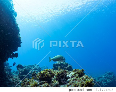 A school of beautiful and large sea bream (family Sparidae) and other fish. Nakagi Hirizo Beach, Minamiizu-cho, Kamo-gun, Izu Peninsula, Shizuoka Prefecture, 2024 121777202