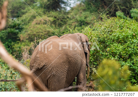 African elephant in Lake Manyara National Park, Tanzania African elephant in Lake Manyara National Park, Tanzania 121777207