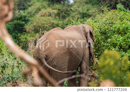 African elephant in Lake Manyara National Park, Tanzania African elephant in Lake Manyara National Park, Tanzania 121777208