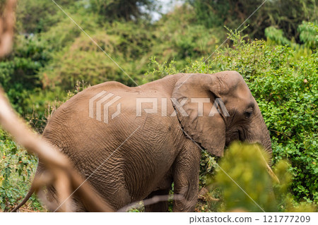 African elephant in Lake Manyara National Park, Tanzania African elephant in Lake Manyara National Park, Tanzania 121777209