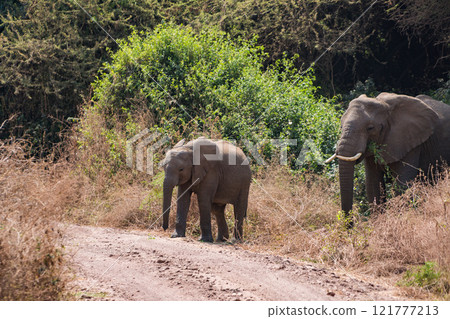 African elephant in Lake Manyara National Park, Tanzania 121777213