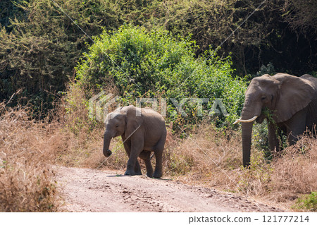 African elephant in Lake Manyara National Park, Tanzania African elephant in Lake Manyara National Park, Tanzania 121777214
