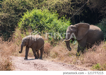 坦尚尼亞曼雅拉湖國家公園的非洲象 坦尚尼亞曼雅拉湖國家公園的非洲象 121777215
