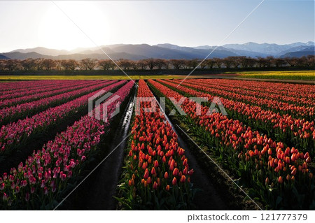 Tulip fields bathed in the morning sun in spring in Asahi Town, Toyama Prefecture 121777379