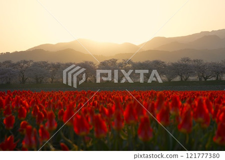 Tulip fields bathed in the morning sun in spring in Asahi Town, Toyama Prefecture 121777380