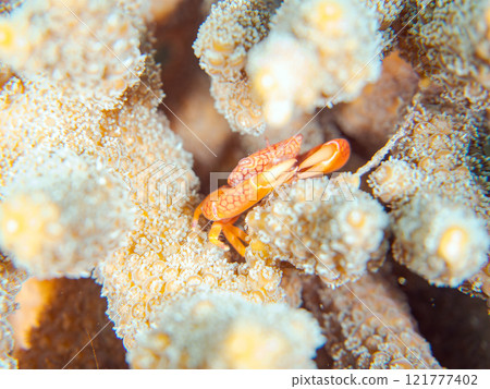 Beautiful reticulated coral crabs and others living on table coral. Coral bleaching. Nakagi Hirizo Beach, Minamiizu-cho, Kamo-gun, Izu Peninsula Beautiful reticulated coral crabs and others living on table coral. Coral bleaching. Nakagi Hirizo Beach, Minamiizu-cho, Kamo-gun, Izu Peninsula 121777402
