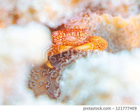 美麗的網狀珊瑚蟹和其他生活在桌珊瑚中的動物。珊瑚白化現象。伊豆半島加茂郡南伊豆町中木広濱 121777409