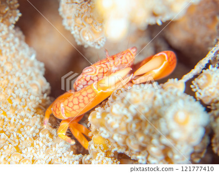 美麗的網狀珊瑚蟹和其他生活在桌珊瑚中的動物。珊瑚白化現象。伊豆半島加茂郡南伊豆町中木広濱 美麗的網狀珊瑚蟹和其他生活在桌珊瑚中的動物。珊瑚白化現象。伊豆半島加茂郡南伊豆町中木広濱 121777410