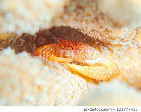 Beautiful reticulated coral crabs and others living on table coral. Coral bleaching. Nakagi Hirizo Beach, Minamiizu-cho, Kamo-gun, Izu Peninsula 121777413