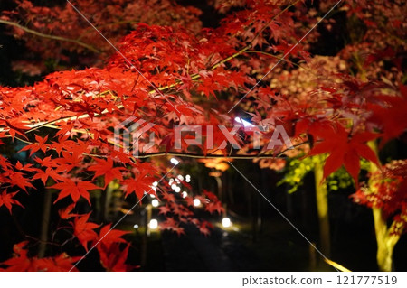 Momiji Momiji 121777519