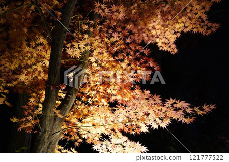 Autumn leaves Autumn leaves 121777522