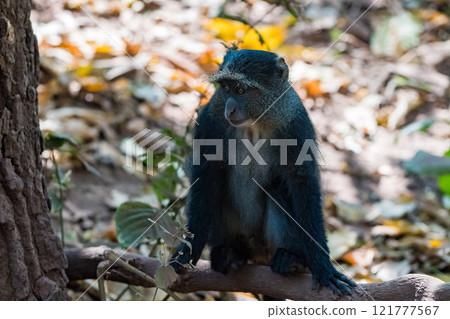 坦尚尼亞曼雅拉湖國家公園的藍色長尾獼猴 121777567