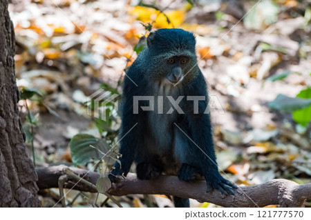 坦尚尼亞曼雅拉湖國家公園的藍色長尾獼猴 121777570