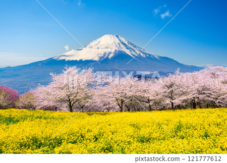 新春富士山櫻花盛開 121777612