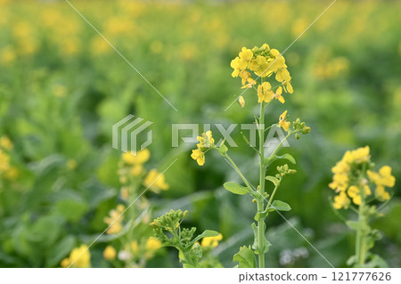 Yellow rapeseed flowers blooming in a rapeseed field waiting for spring Yellow rapeseed flowers blooming in a rapeseed field waiting for spring 121777626