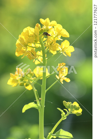 A hoverfly sucking nectar from a yellow rapeseed flower A hoverfly sucking nectar from a yellow rapeseed flower 121777627