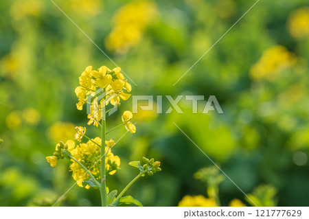 Yellow rapeseed flowers blooming in a rapeseed field waiting for spring 121777629
