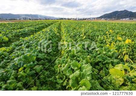 A rapeseed field still green, waiting for spring when the yellow flowers will be in full bloom 121777630