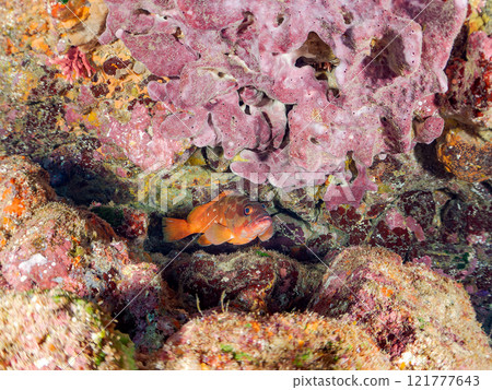 生活在水下洞穴中的大型美麗紅石斑魚（石斑魚家族）。 靜岡縣伊豆半島加茂郡南伊豆町中木広濱2024 121777643