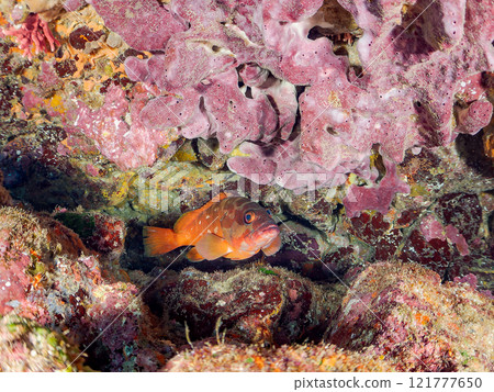 A large and beautiful red spotted grouper (family: Grouper) in an underwater cave. Nakagi Hirizo Beach, Minamiizu-cho, Kamo-gun, Izu Peninsula, Shizuoka Prefecture 2024 A large and beautiful red spotted grouper (family: Grouper) in an underwater cave. Nakagi Hirizo Beach, Minamiizu-cho, Kamo-gun, Izu Peninsula, Shizuoka Prefecture 2024 121777650