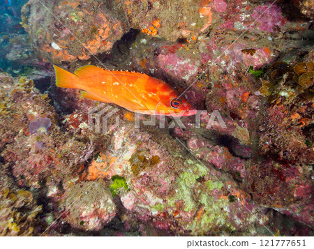 A large and beautiful red spotted grouper (family: Grouper) in an underwater cave. Nakagi Hirizo Beach, Minamiizu-cho, Kamo-gun, Izu Peninsula, Shizuoka Prefecture 2024 121777651