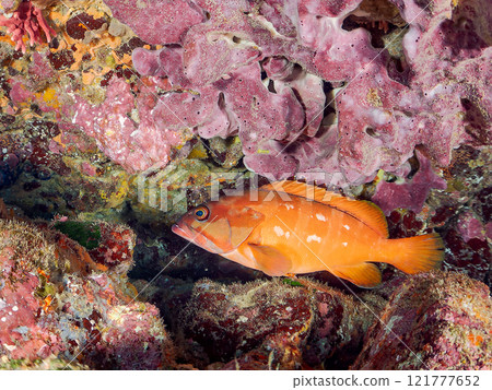 A large and beautiful red spotted grouper (family: Grouper) in an underwater cave. Nakagi Hirizo Beach, Minamiizu-cho, Kamo-gun, Izu Peninsula, Shizuoka Prefecture 2024 121777652
