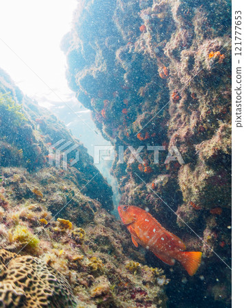 A large and beautiful red spotted grouper (family: Grouper) in an underwater cave. Nakagi Hirizo Beach, Minamiizu-cho, Kamo-gun, Izu Peninsula, Shizuoka Prefecture 2024 121777653