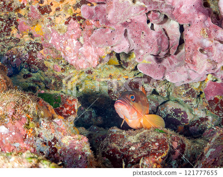 A large and beautiful red spotted grouper (family: Grouper) in an underwater cave. Nakagi Hirizo Beach, Minamiizu-cho, Kamo-gun, Izu Peninsula, Shizuoka Prefecture 2024 121777655
