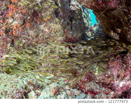 水下洞穴中一群美麗的貢嘴魚幼魚。通稱Gonzuidama。靜岡縣伊豆半島加茂郡南伊豆町中木埼浜 121777973