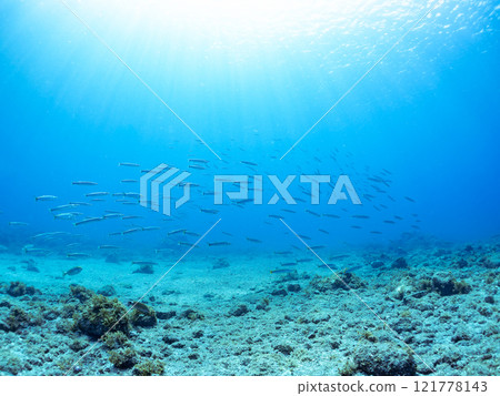 An impressive school of Taiwanese barracudas (family Barracudaidae) and other fish. Nakagi Hirizo Beach, Minamiizu-cho, Kamo-gun, Izu Peninsula, Shizuoka Prefecture, 2024 121778143