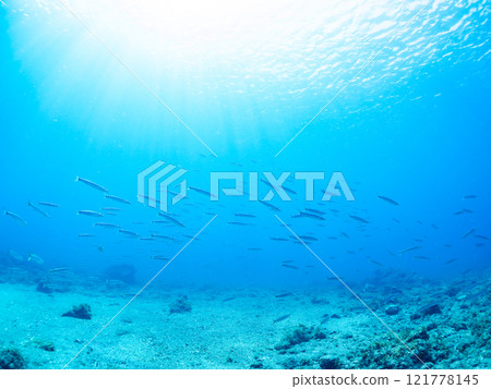 一群令人印象深刻的台灣梭魚（梭魚科）和其他魚類。靜岡縣伊豆半島加茂郡南伊豆町中木広濱2024 121778145