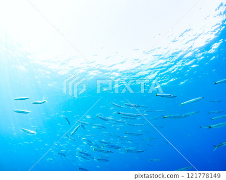 一群令人印象深刻的台灣梭魚（梭魚科）和其他魚類。靜岡縣伊豆半島加茂郡南伊豆町中木広濱2024 121778149