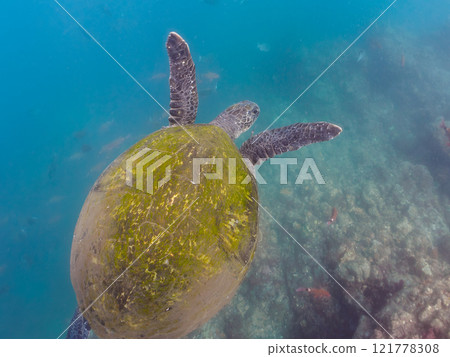一隻美麗又大的綠海龜(海龜科)悠閒地游泳。靜岡縣伊豆半島加茂郡南伊豆町中木広濱2024 一隻美麗又大的綠海龜(海龜科)悠閒地游泳。靜岡縣伊豆半島加茂郡南伊豆町中木広濱2024 121778308