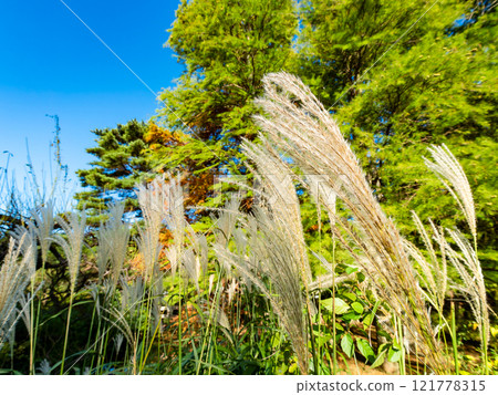 Soft silver grass flowers on a clear autumn afternoon Soft silver grass flowers on a clear autumn afternoon 121778315