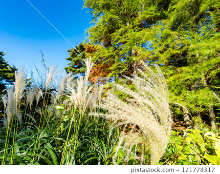 Soft silver grass flowers on a clear autumn afternoon Soft silver grass flowers on a clear autumn afternoon 121778317