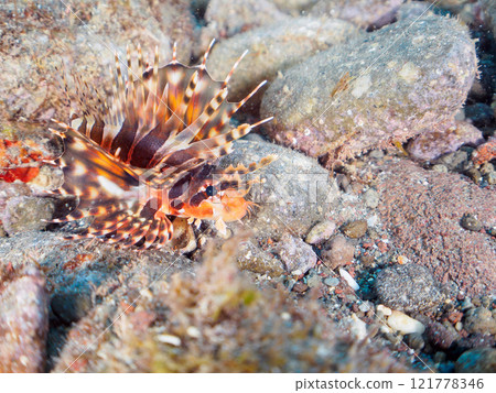 一隻年輕的 Kirinmino（蠍科），展開美麗的翅膀。靜岡縣伊豆半島加茂郡南伊豆町中木広濱2024 121778346