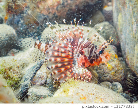 一隻年輕的 Kirinmino（蠍科），展開美麗的翅膀。靜岡縣伊豆半島加茂郡南伊豆町中木広濱2024 121778355