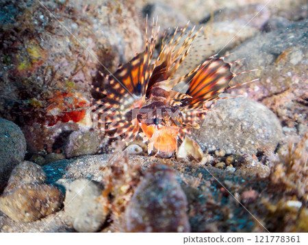 一隻年輕的 Kirinmino（蠍科），展開美麗的翅膀。靜岡縣伊豆半島加茂郡南伊豆町中木広濱2024 121778361