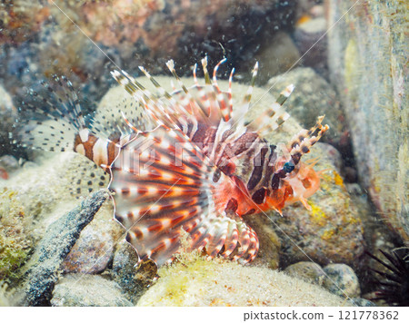 一隻年輕的 Kirinmino（蠍科），展開美麗的翅膀。靜岡縣伊豆半島加茂郡南伊豆町中木広濱2024 121778362