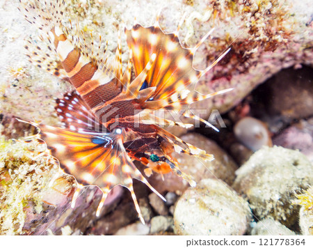 一隻年輕的 Kirinmino（蠍科），展開美麗的翅膀。靜岡縣伊豆半島加茂郡南伊豆町中木広濱2024 121778364